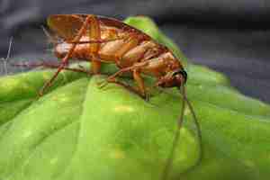 Insectos y cucarachas Ácido bórico