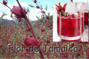 flor de jamaica
