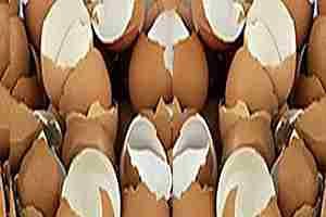 Cáscaras de huevos para la osteoporosis