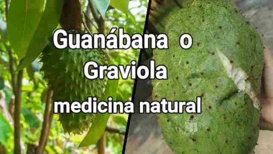 Guanábana o graviola en la medicina natural