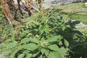 boldo caracas planta medicinal