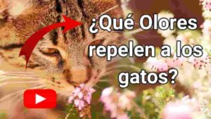 Cómo ahuyentar gatos de casa: 7 remedios caseros efectivos (sin hacerles daño) 4 que olores repelen a los gatos