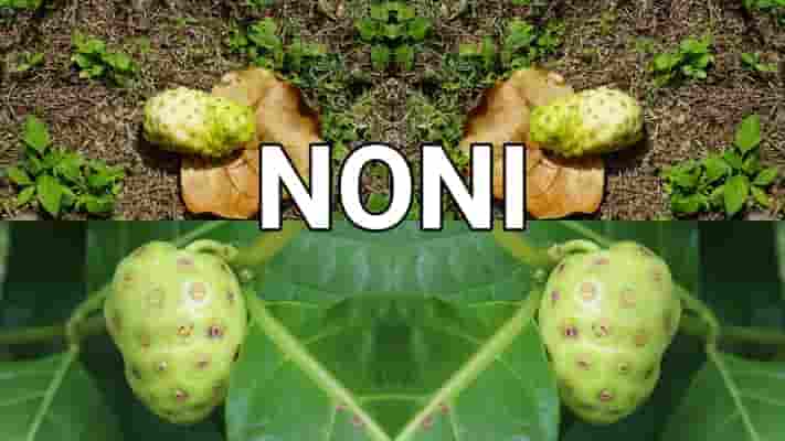 Receta del NONI y sus Beneficios para la Salud y Adelgazar