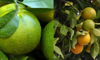 qué hacer con las naranjas verdes