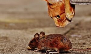 Cómo Mantener Alejados los RATONES de Casa 【7 trucos】